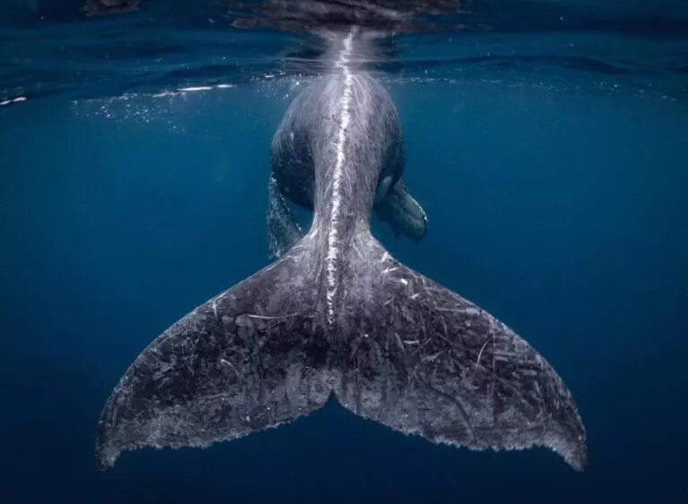 Lakeprod Blog Plus Belles Photos 2018 Japon Baleine Lakeprod Blog Plus Belles Photos 2018 Japon Baleine