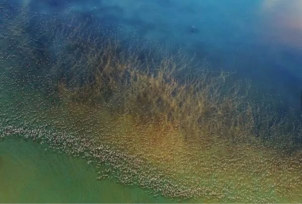 Lakeprod Blog Plus Belles Photos 2018 Tanzanie Flamands Rose