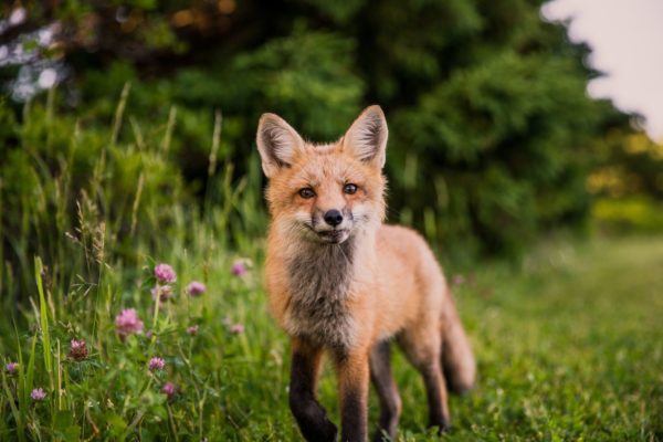 Lakeprod Blog Les Shootings Animaliers Pour Votre Entreprise Lakeprod Blog Les Shootings Animaliers Pour Votre Entreprise